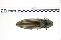 Foto (Dorsalansicht) von Semiotus hispidus (Candèze, 1889) (NHMW-ZOO-COL-0008240)